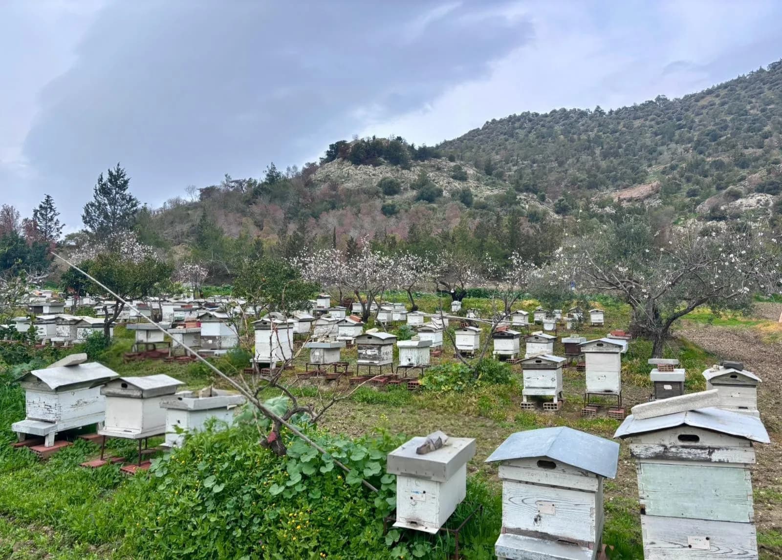 Beephoto